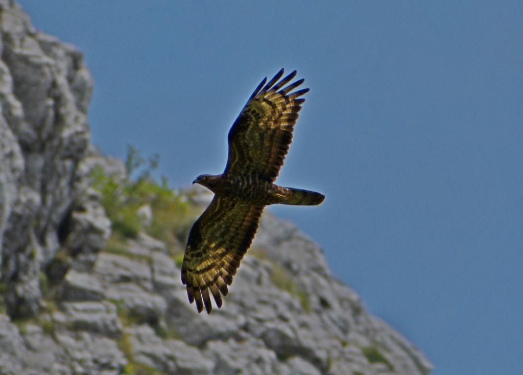 Falco pecchiaiolo (Pernis apivorus) , maschio